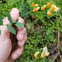 Lathyrus sulphureus
