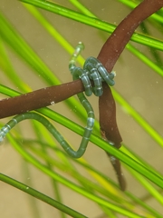 Chaetomorpha spiralis