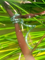 Chaetomorpha spiralis