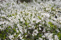 Spiraea thunbergii