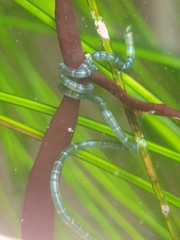 Chaetomorpha spiralis