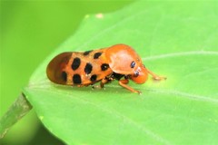 Cosmoscarta septempunctata