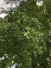 Acronychia pedunculata