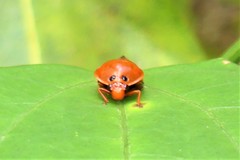 Cosmoscarta septempunctata