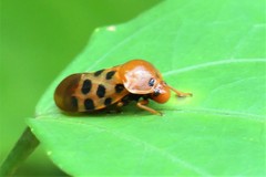 Cosmoscarta septempunctata