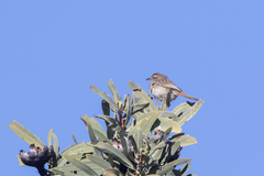 Cisticola rufilatus
