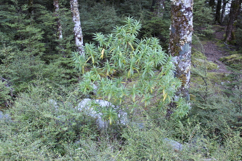 Veronica salicifolia