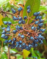 Viburnum tinus