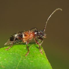 Eumichthus oedipus