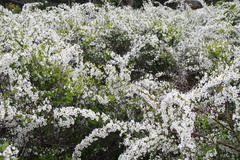 Spiraea thunbergii