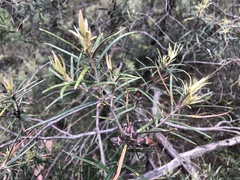 Lysicarpus angustifolius