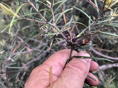 Lysicarpus angustifolius