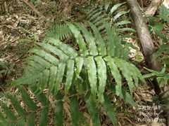 Dryopteris scottii