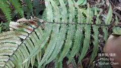 Dryopteris cycadina