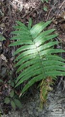 Dryopteris cycadina