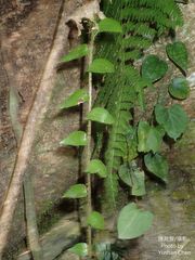 Polystichum lepidocaulon