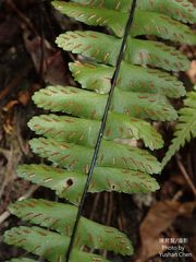 Asplenium normale normale