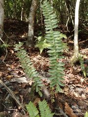 Asplenium normale normale
