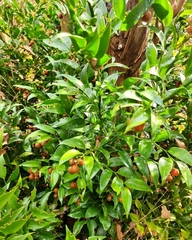 Ruscus hypophyllum