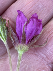 Rubus arcticus stellatus
