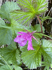 Rubus arcticus stellatus