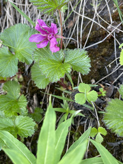 Rubus arcticus stellatus