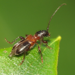 Eumichthus oedipus