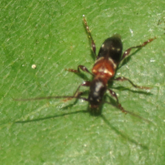 Eumichthus oedipus