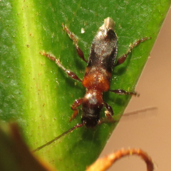 Eumichthus oedipus