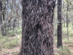 Allocasuarina inophloia