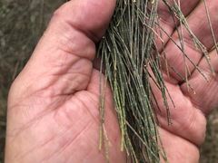 Allocasuarina inophloia