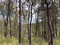 Allocasuarina inophloia