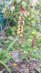 Deiregyne densiflora