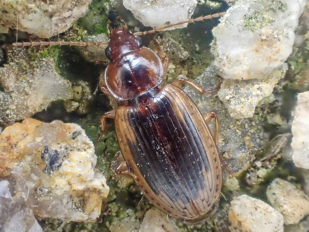 tule beetle