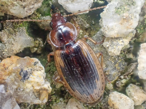 tule beetle