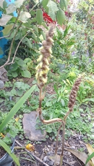 Deiregyne densiflora