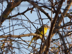 Telophorus sulfureopectus similis