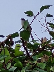Prinia lepida lepida