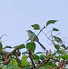 Prinia lepida lepida