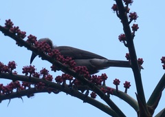 Philemon buceroides yorki