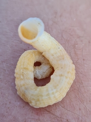 Thylacodes arenarius