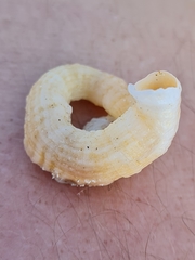 Thylacodes arenarius