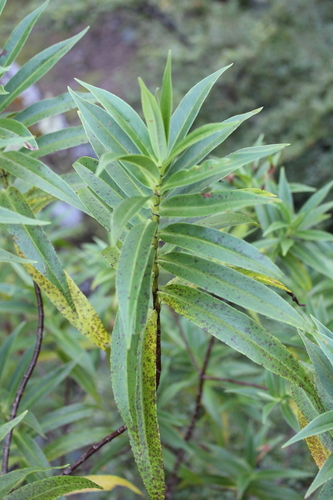 Veronica salicifolia