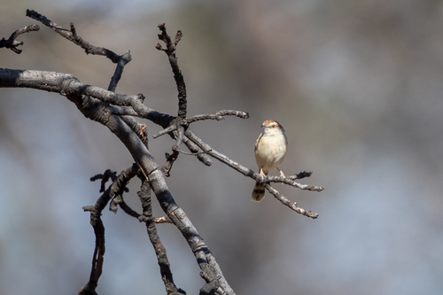 iNaturalist image
