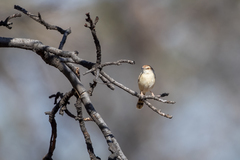 Cisticola rufilatus