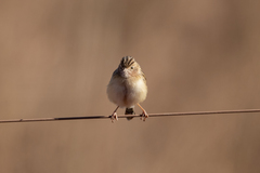 Cisticola juncidis terrestris