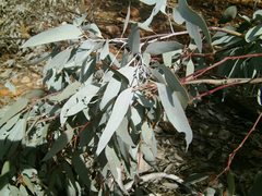 Eucalyptus intertexta