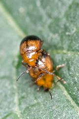 Nisotra bicolorata
