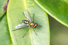 Chrysosoma leucopogon