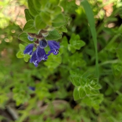 Scutellaria drummondii